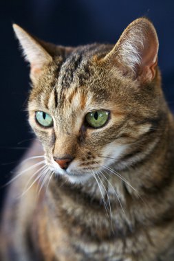 güzel kedi, close up