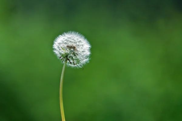 stock image Dandelion