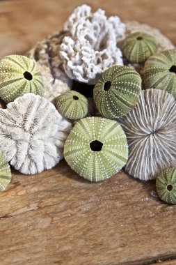 Sea urchins clipart