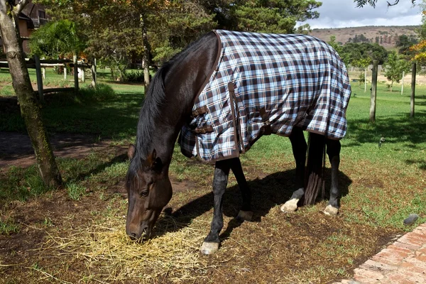 马、 毛毯 — 图库照片