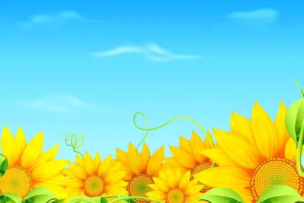 Čerstvé slunečnice — Stockový vektor