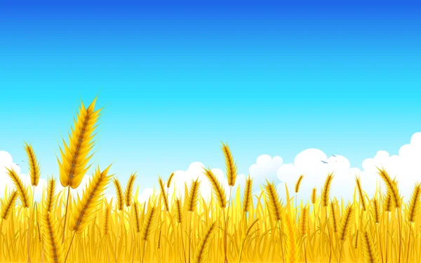 小麦农场 — 图库矢量图片