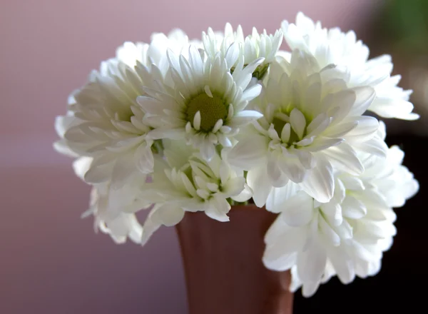En vit sommar en blommor i vasa på lila — Stockfoto
