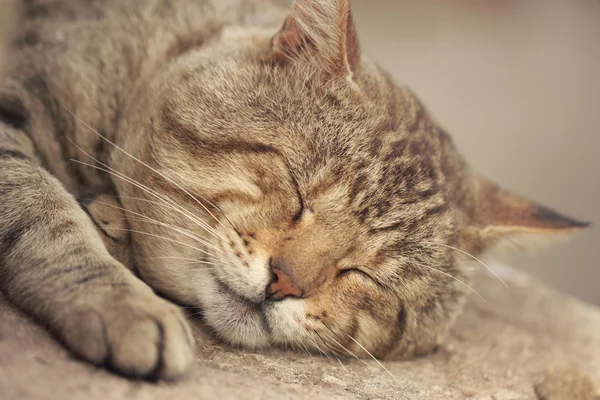 stock image Gray tabby cat sleeping