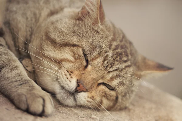 stock image Gray tabby cat sleeping