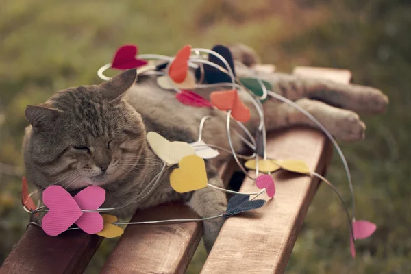 Kat, zittend op veelkleurige harten — Stockfoto
