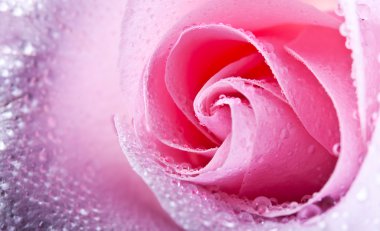 Closeup photo of ping rose with drops clipart