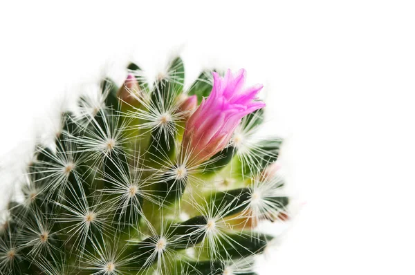 stock image Cactus with flower