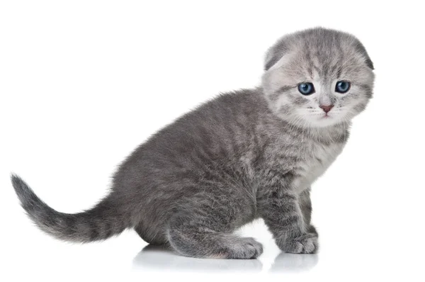 Malý zběsilého útoku kočka — Stock fotografie