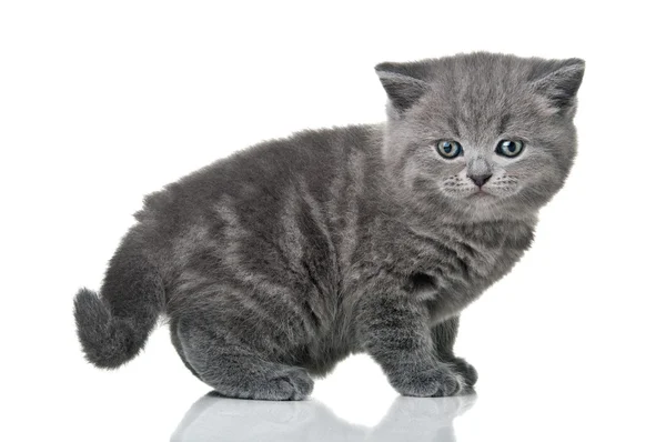Маленький британський кошеня — стокове фото