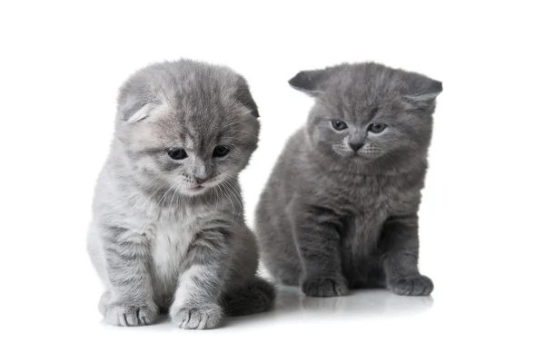 Twee kittens — Stockfoto