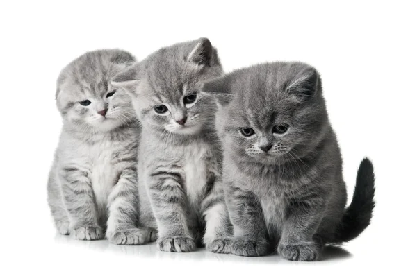 Drie kleine katjes — Stockfoto