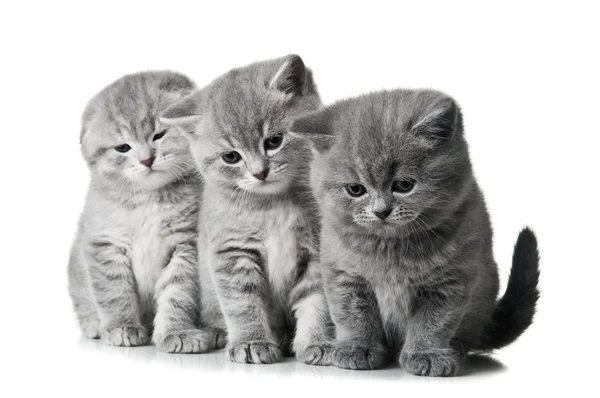 stock image Three little kittens