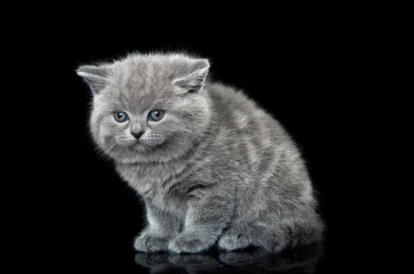 英国小猫猫 — 图库照片