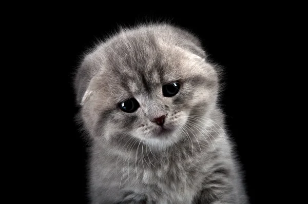 Triste gatito solitario —  Fotos de Stock