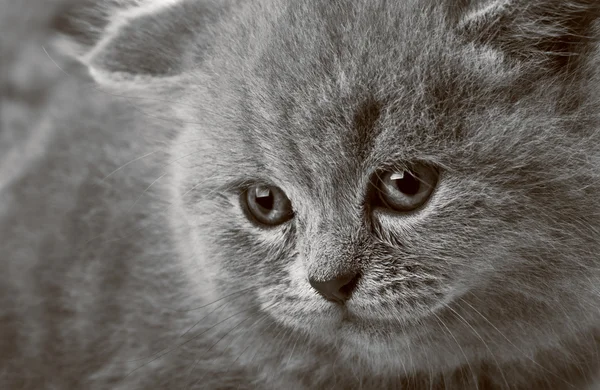 美容子猫の肖像 — ストック写真
