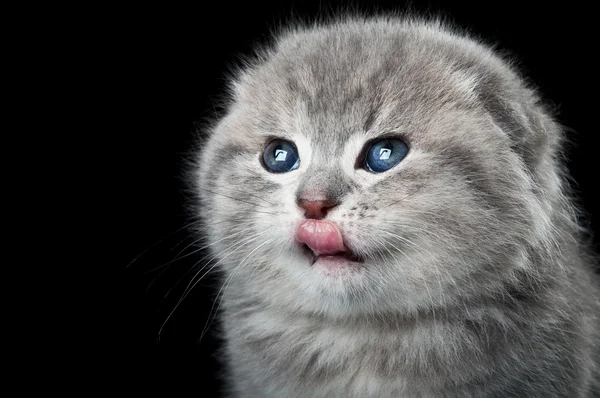 なめ子猫 — ストック写真