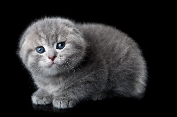 Gattino poco spaventato — Foto Stock