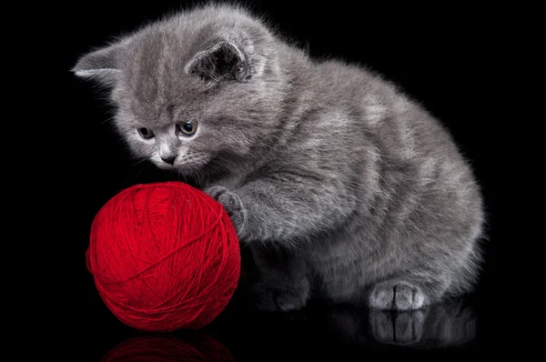 Gatto gioca con un gomitolo di lana — Foto Stock