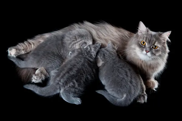 stock image Cat with kittens