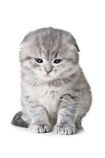 青い目の子猫 — ストック写真
