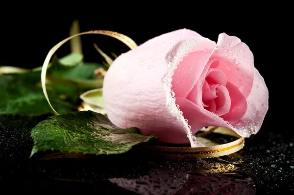 Ping rose med vattendroppar — Stockfoto