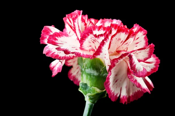 Goździk kwiat — Zdjęcie stockowe