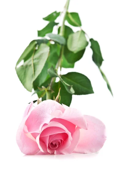 Růžová čerstvé růže — Stock fotografie