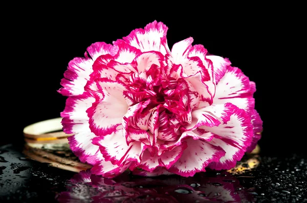 Květ karafiátu — Stock fotografie