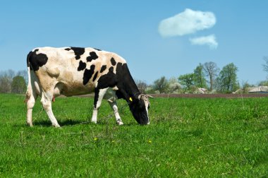 Cow on green grass clipart