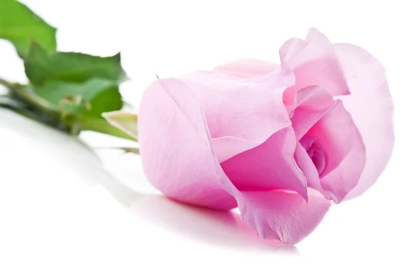 Růžová čerstvé růže — Stock fotografie