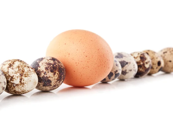 Huevo de gallina y huevos de codorniz — Foto de Stock