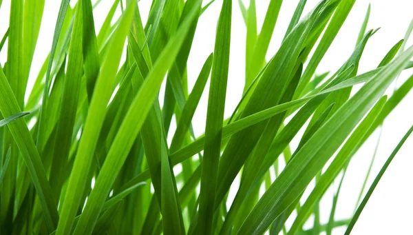 Green grass isolated — Stock Photo, Image