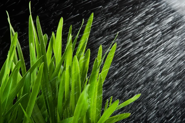 Green grass and water splash — Stock Photo, Image