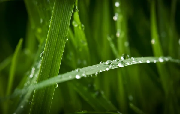 Closeup of drops on green grass — Stock Photo, Image