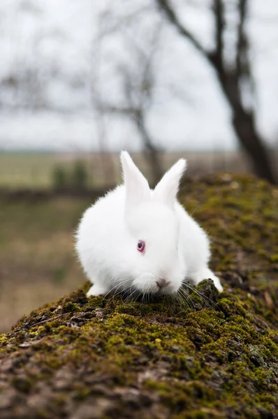 Liten vit kanin i ett fält — Stockfoto