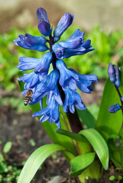 Hyacinth flower in garden and bee — Stock Photo, Image