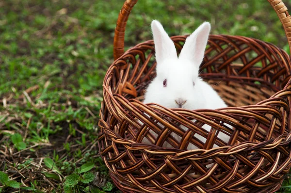 stock image Little white rabbit