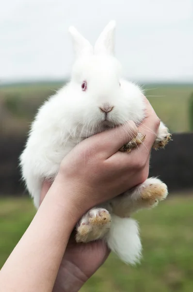 Женщина держать белый кролик на ферме — стоковое фото
