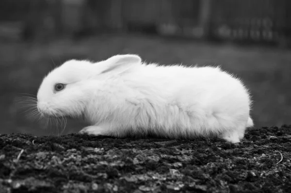 Conejito blanco —  Fotos de Stock