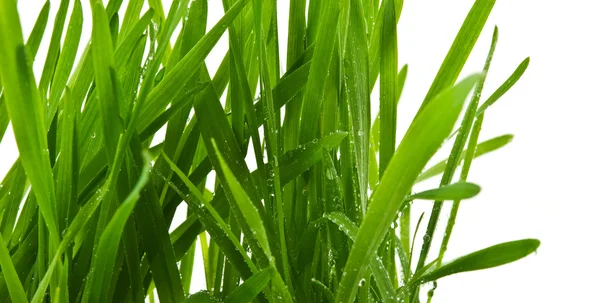 Erba fresca verde con gocce — Foto Stock