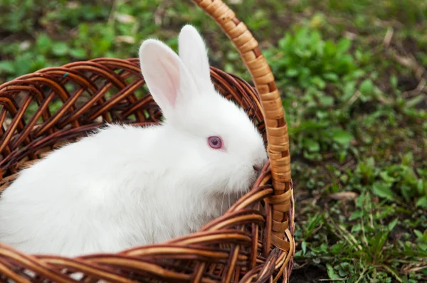 작은 흰 토끼 — 스톡 사진