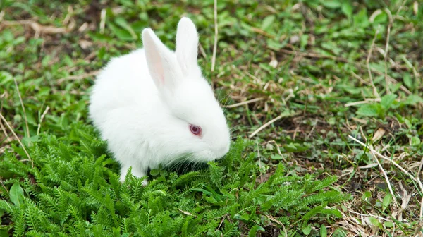 Bílý králík — Stock fotografie