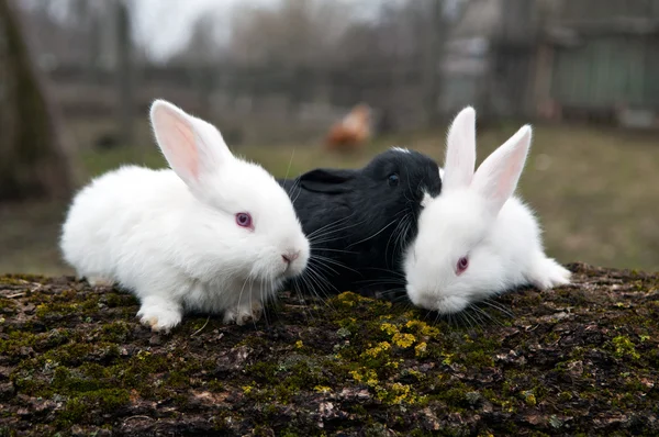 Кролики на фермі — стокове фото