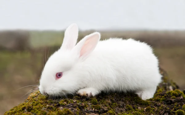 Klein wit konijn — Stockfoto