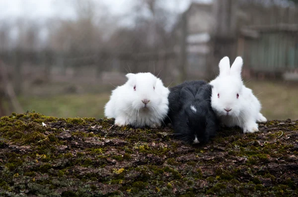 Tre små kaniner — Stockfoto