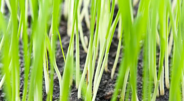 Closeup photo of grass — Stock Photo, Image