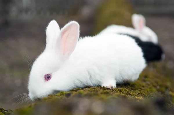 Liten vit kanin på gård — Stockfoto