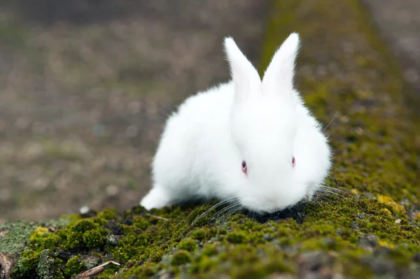 Hvit hare – stockfoto