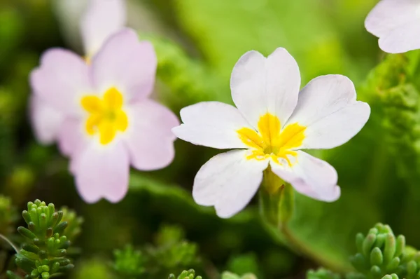 stock image Flowers on a green grass